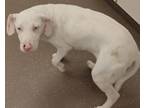 Adopt Falkor a Terrier, Mixed Breed