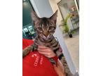 Adopt GRANDPA JOE a Domestic Short Hair