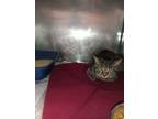 Adopt Bob a Domestic Short Hair