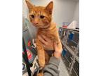 Adopt Ed a Domestic Short Hair