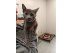Adopt Tizzy a Domestic Short Hair