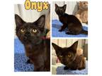 Adopt Onyx a Domestic Medium Hair