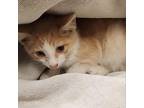 Adopt Noodles a Domestic Short Hair