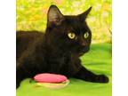 Adopt Midnight Blues a Domestic Short Hair