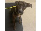 Adopt Doug a Pit Bull Terrier, Hound
