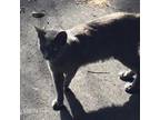 Adopt Sycamore a Domestic Short Hair