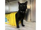 Adopt Cowboy a Domestic Short Hair