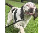 Adopt Rooster a English Springer Spaniel