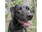 Adopt Atticus a Mixed Breed