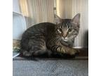 Adopt Spade a Domestic Medium Hair