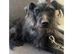 Adopt Ninja a Terrier