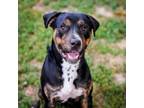 Adopt Quigley a Rottweiler, Mixed Breed
