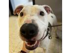 Adopt Stormy a Staffordshire Bull Terrier, Mixed Breed