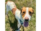 Adopt Ranger a Labrador Retriever