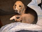 Adopt Comet - Fostered in Omaha a Beagle