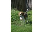 Adopt Brooks - Fostered in Omaha a Beagle, Australian Shepherd