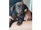 Adopt Fozzie Bear - Fostered in Omaha a Australian Shepherd, Shepherd