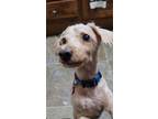 Adopt P Maurice Poodle - Fostered in SE Nebraska a Poodle