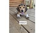 Adopt Hamlet - Fostered in Omaha a Beagle