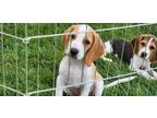 Adopt Romeo - adoption pending a Beagle