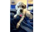 Adopt P Antoine Poodle - Fostered in SE Nebraska a Poodle