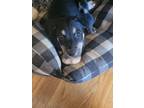 Adopt Gonzo - Fostered in Omaha a Australian Shepherd, Shepherd