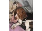 Adopt Patrick - Fostered in Omaha a Beagle