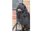 Adopt Orso a Newfoundland Dog, Mixed Breed