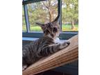 Adopt Charlie a Domestic Short Hair