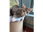 Adopt Tattoo Tommy a Domestic Short Hair