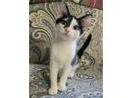 Adopt Hozier a Domestic Short Hair