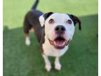Adopt Eddie a Pit Bull Terrier