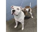 Adopt Boss a Pit Bull Terrier, Mixed Breed