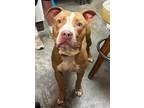Adopt Thor a Pit Bull Terrier, Mixed Breed