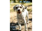 Adopt Mr Wiggles a Schnauzer, Poodle