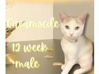 Adopt Creamscile a Domestic Short Hair