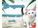 Adopt Greyson a Domestic Short Hair