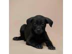 Adopt Happy a Black Labrador Retriever, Pit Bull Terrier