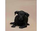 Adopt Doc a Black Labrador Retriever, Pit Bull Terrier