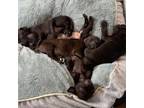 Adopt Grumpy a Black Labrador Retriever, Pit Bull Terrier