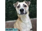 Adopt Aneto a Great Pyrenees