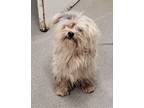 Adopt Monkey a Shih Tzu
