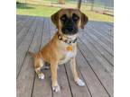 Adopt Douglas a Shepherd
