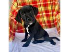 Adopt Busta a Black Labrador Retriever