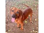 Adopt Hoover a Dachshund, Hound