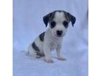 Adopt Lyles a Jack Russell Terrier
