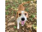 Adopt Muffy a Terrier