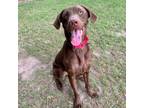 Adopt Frosting a Chocolate Labrador Retriever