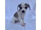 Adopt Snoop Dogg a Jack Russell Terrier