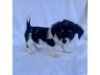 Adopt Mondo a Jack Russell Terrier